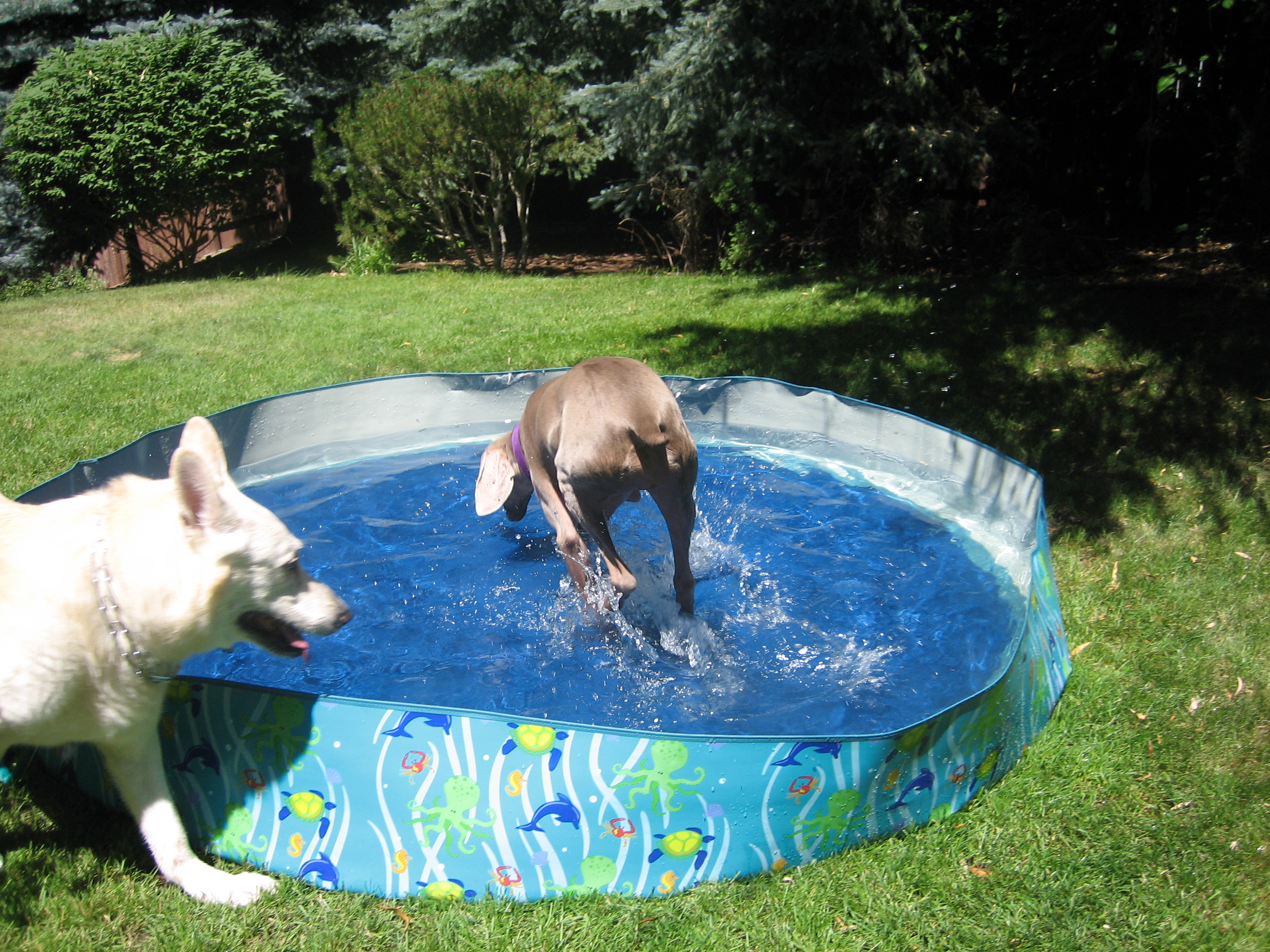 dogs