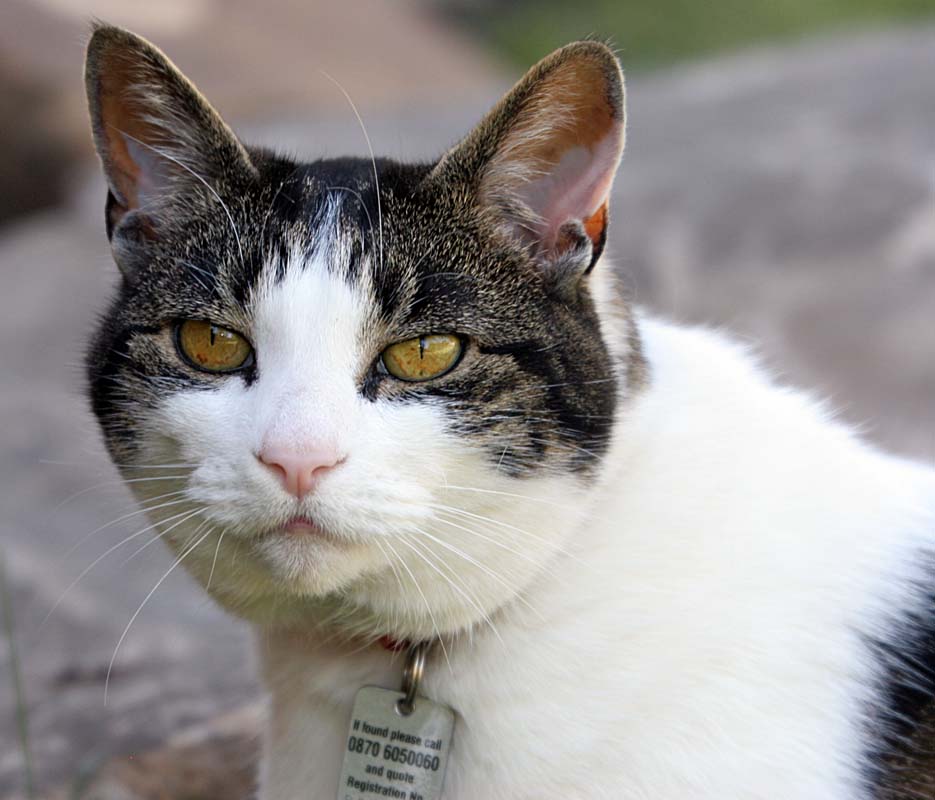 Guard cat at the picnic