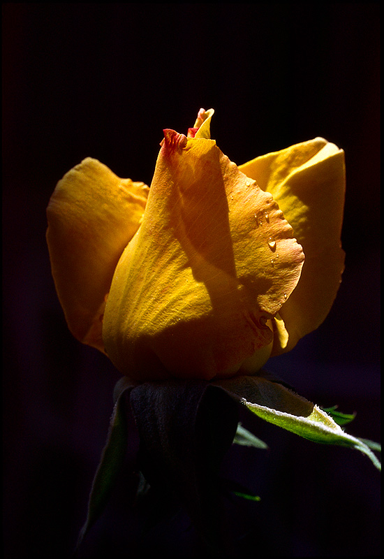 Yellow Rose