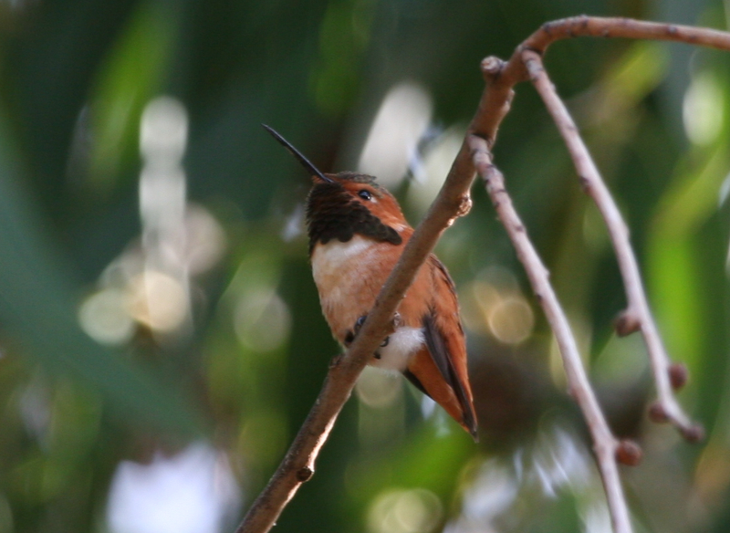 Allens Hummingbird