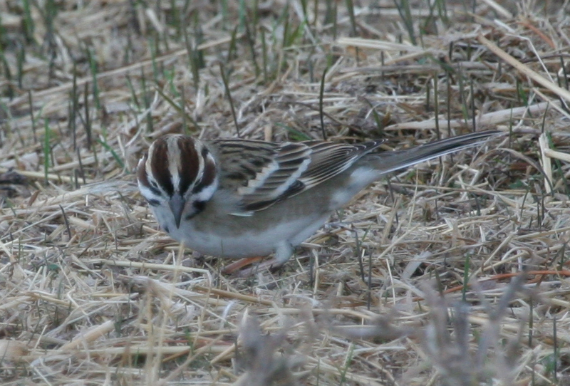 Lark Sparrow