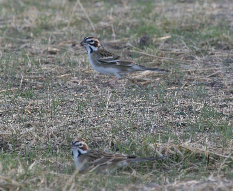 Lark Sparrows