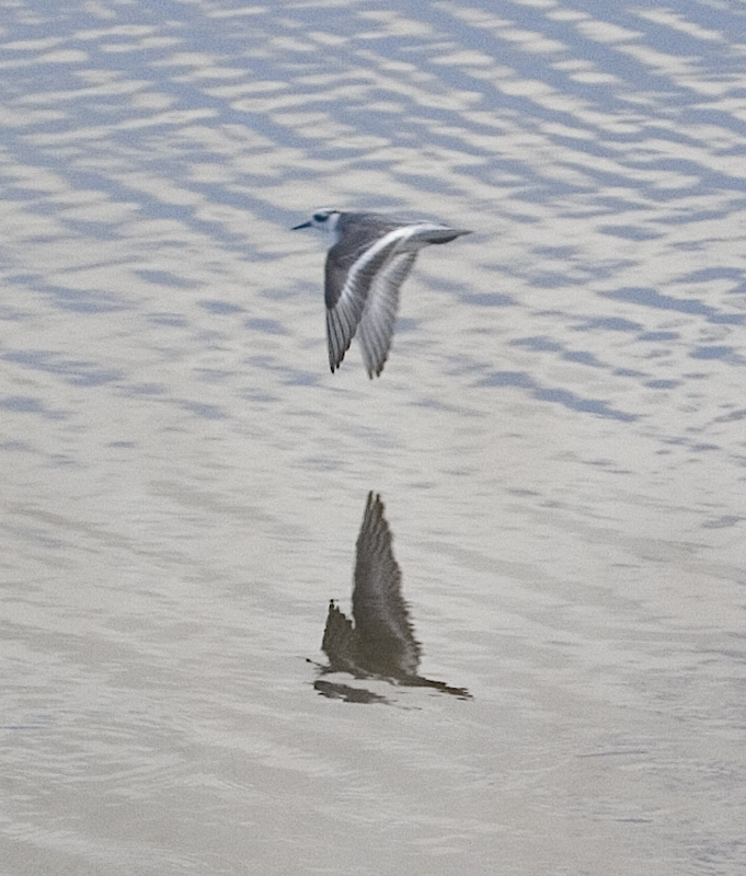 Red Phalarope flying - upperwing