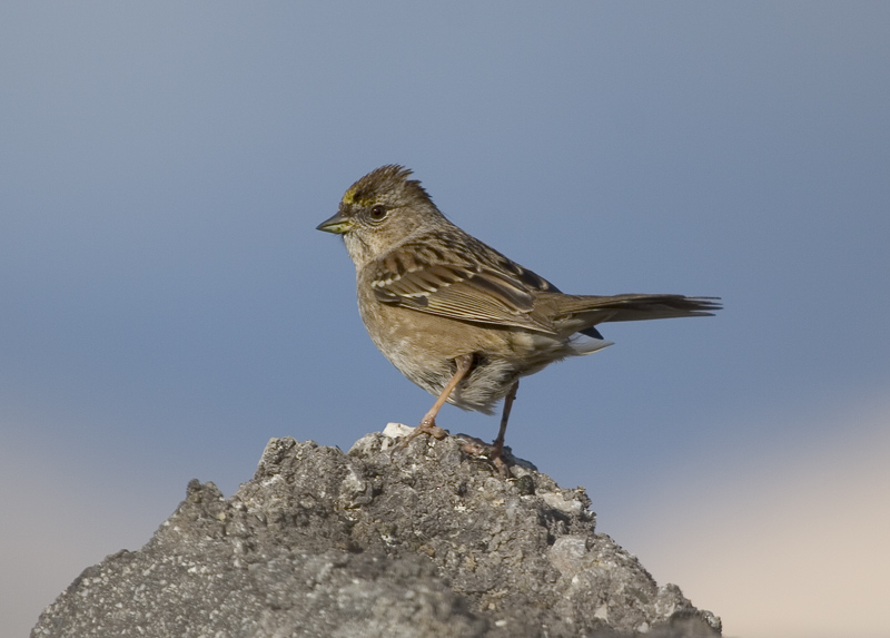 Golden-crowned Sparrow