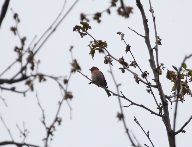 Purple Finch