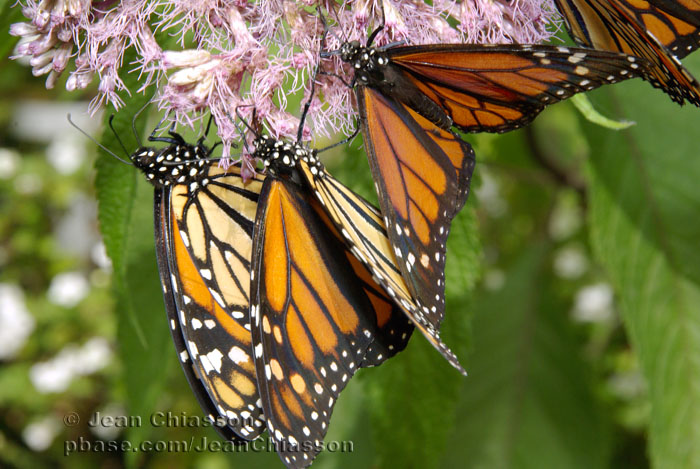 Monarque