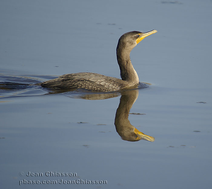 Cormoran  aigrettes Double-crested Cormorant