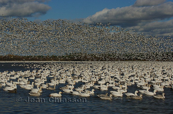 Oies Geese