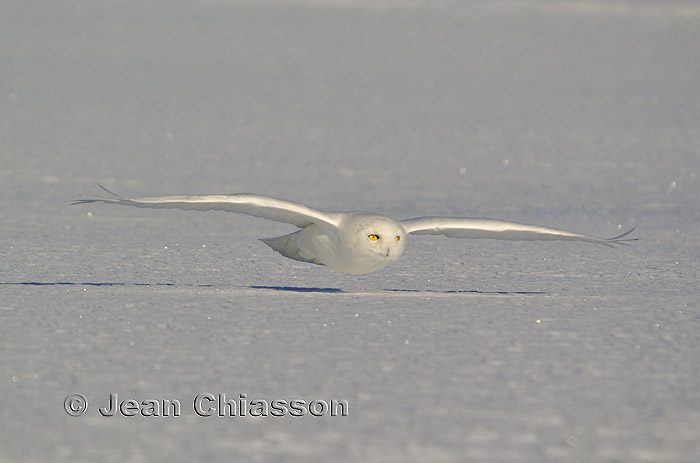 Harfang des Neiges (Snowy Owl  3 of  4