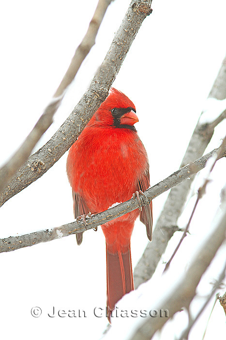 Cardinal rouge Northern Cardinal