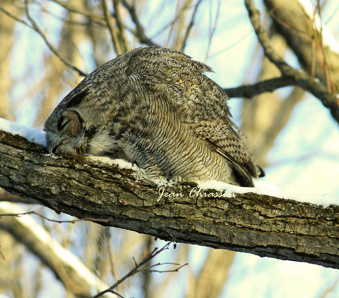 Grand Duc dAmrique - Great Horned Ow l