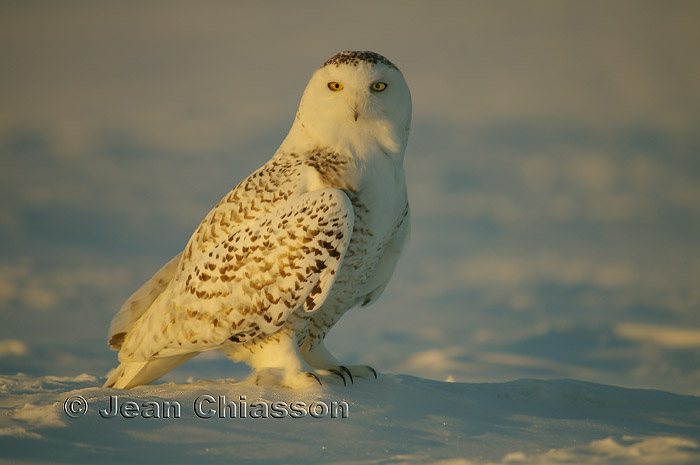 Harfang des Neiges (Snowy Owl