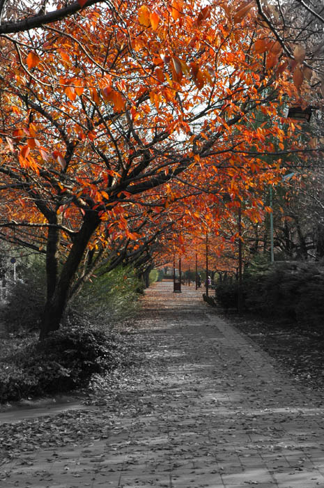 Autumn in Japan