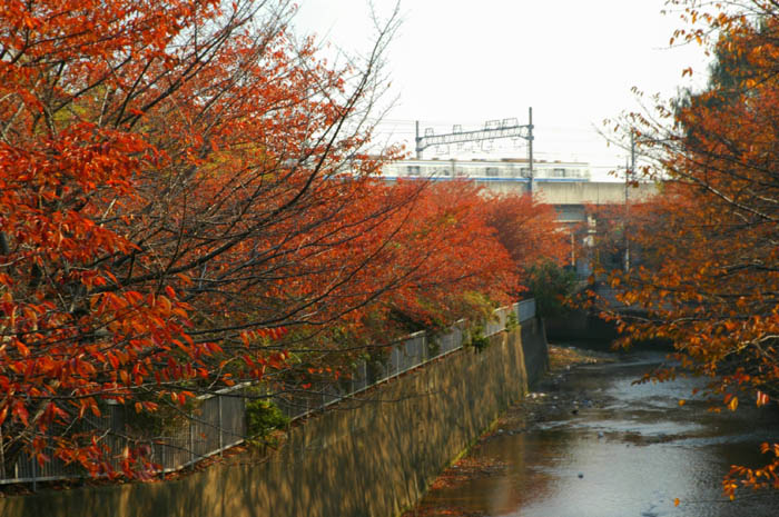 Autumn in Japan