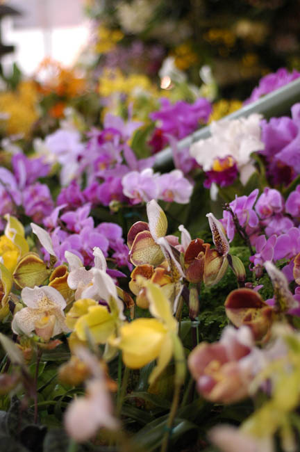 The Japan Grand Prix International Orchid Festival