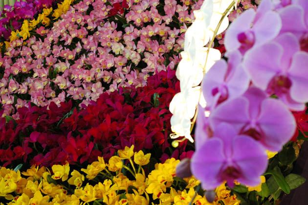 The Japan Grand Prix International Orchid Festival