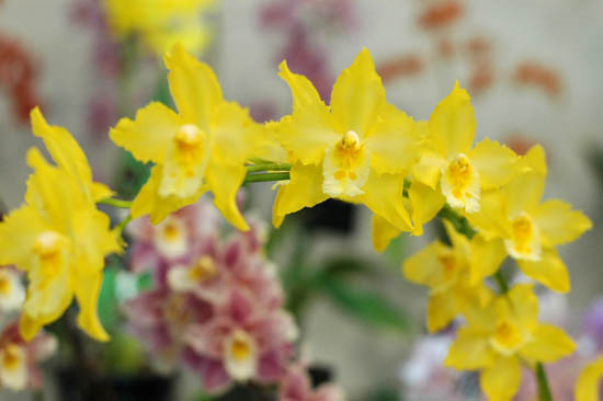 The Japan Grand Prix International Orchid Festival 2006 (2)