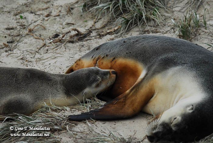 Seal Bay