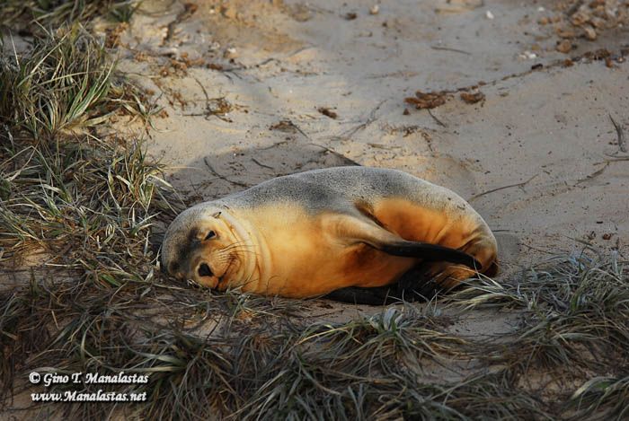 Seal Bay