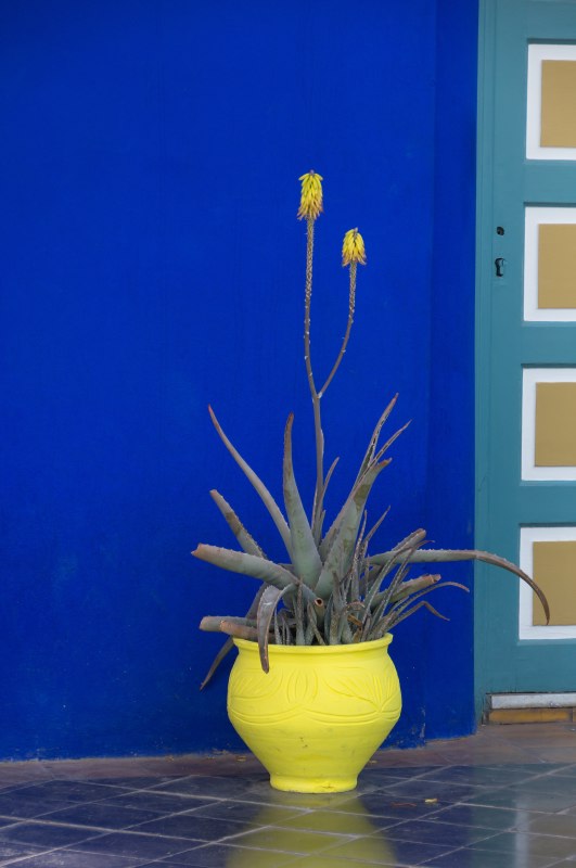 majorelle9-sk.JPG