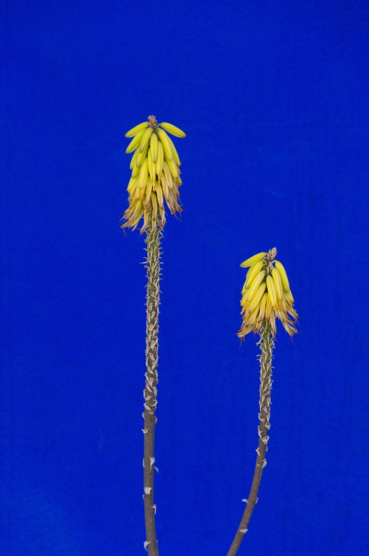 majorelle10-sk.JPG