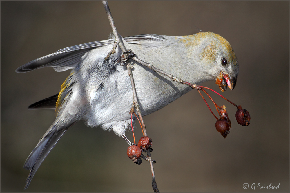 Undercarriage