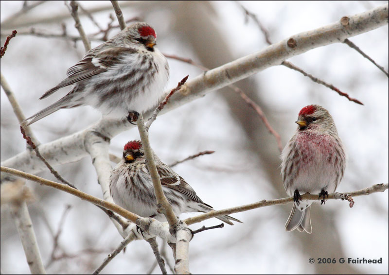 Common Redpoll Grouping