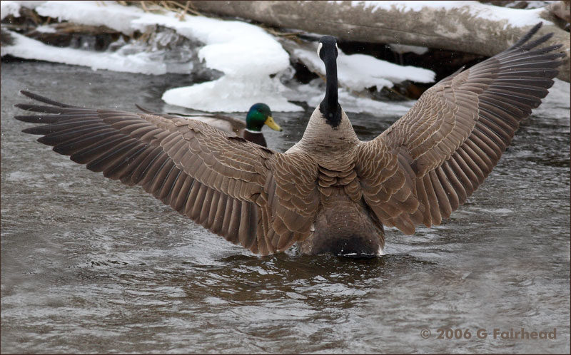 Goose Flashes a Mallard