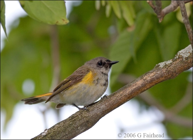American Redstart Juvenile