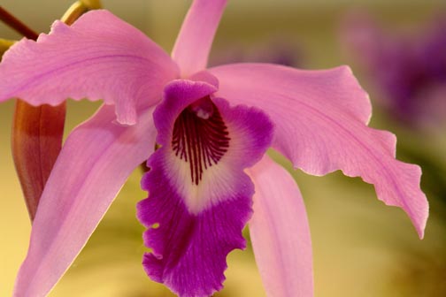 orchid16.jpg