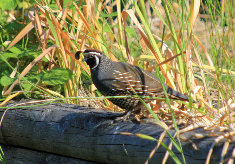Male Quail St. Marys Lake