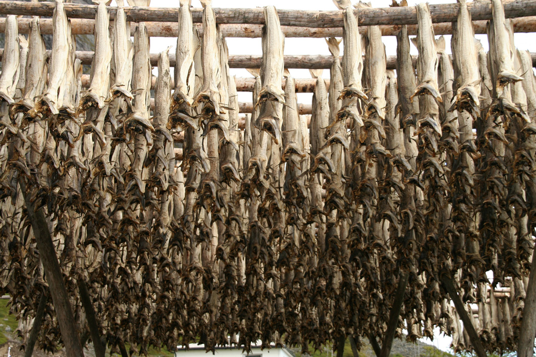  i Lofoten, stockfish