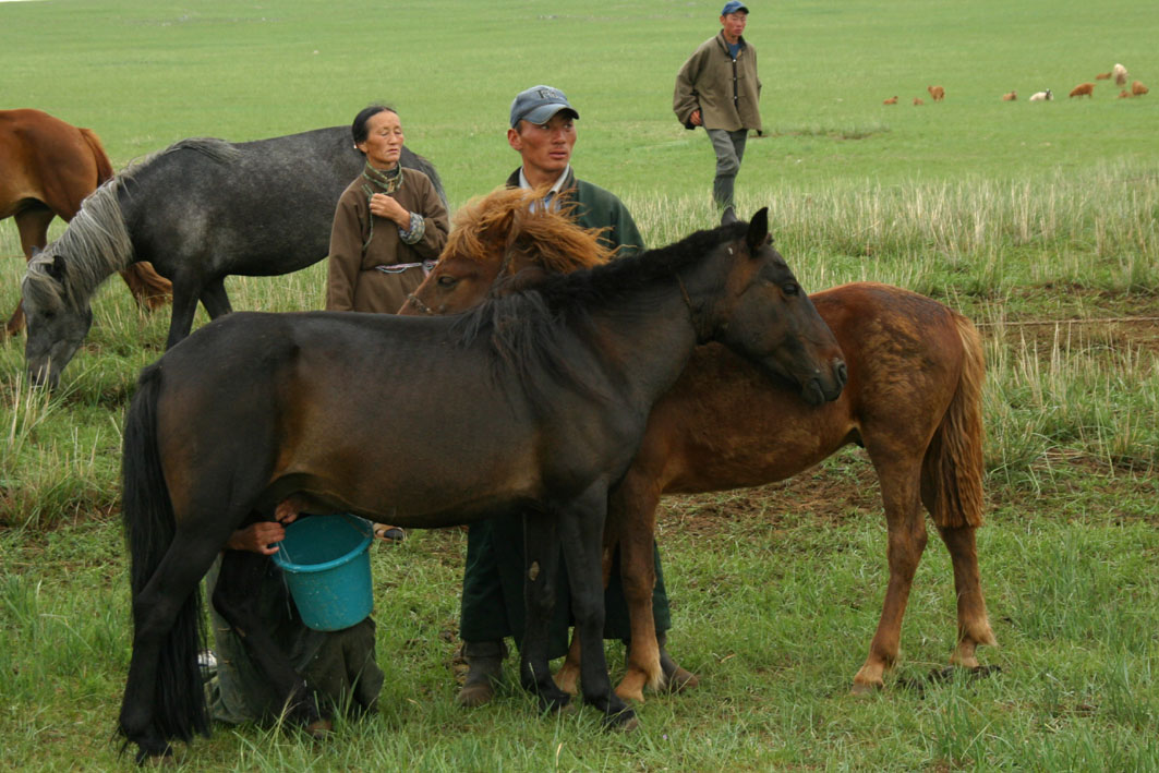 Horse milking