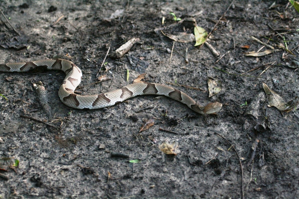 Copperhead