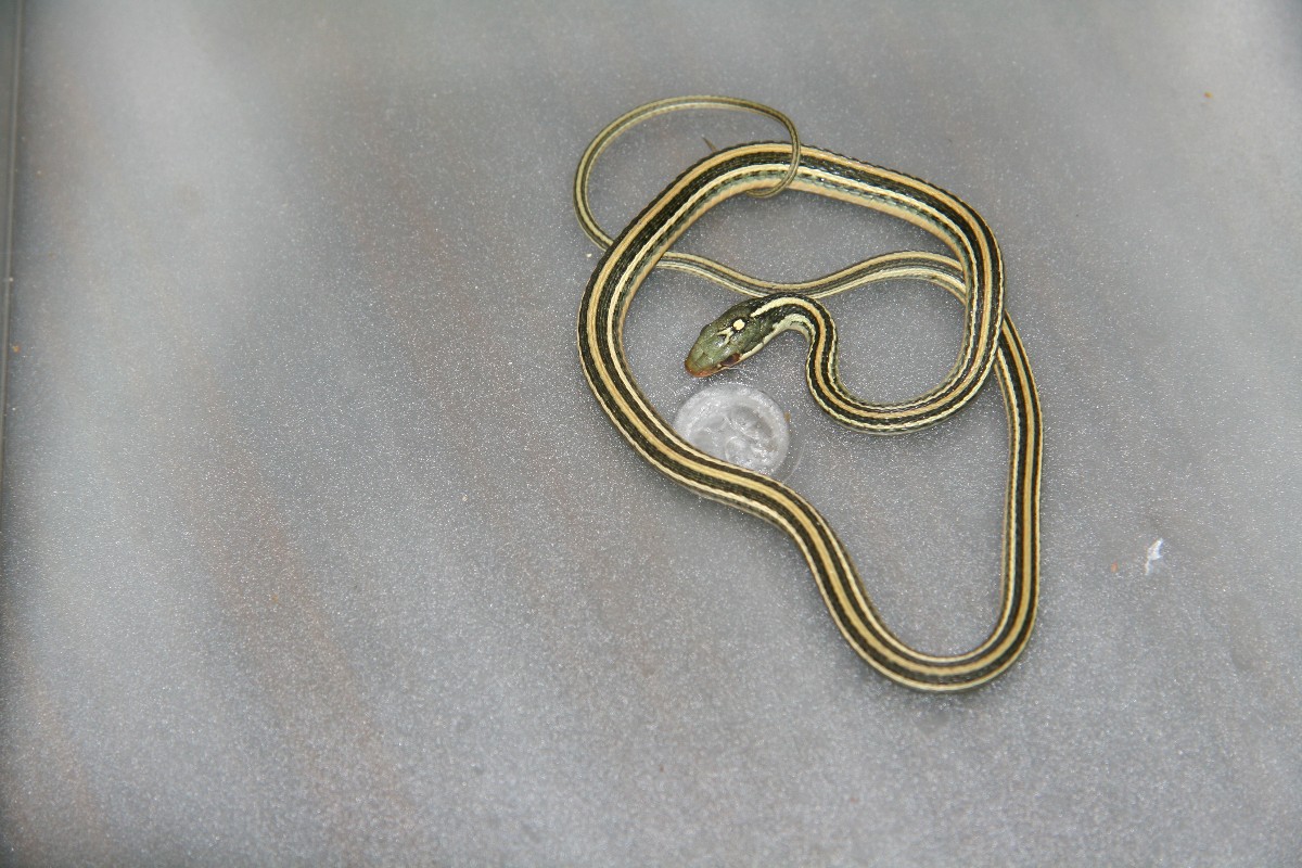 Gulf Coast Ribbon Snake