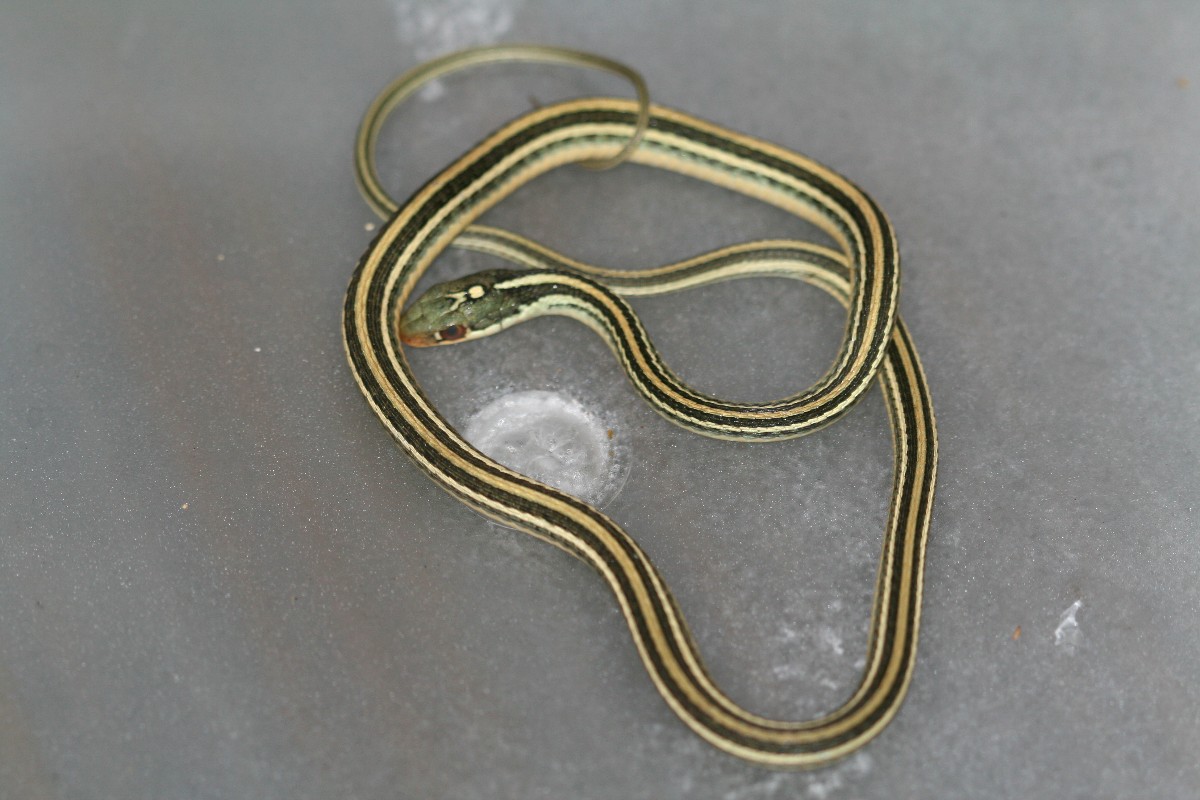 Gulf Coast Ribbon Snake