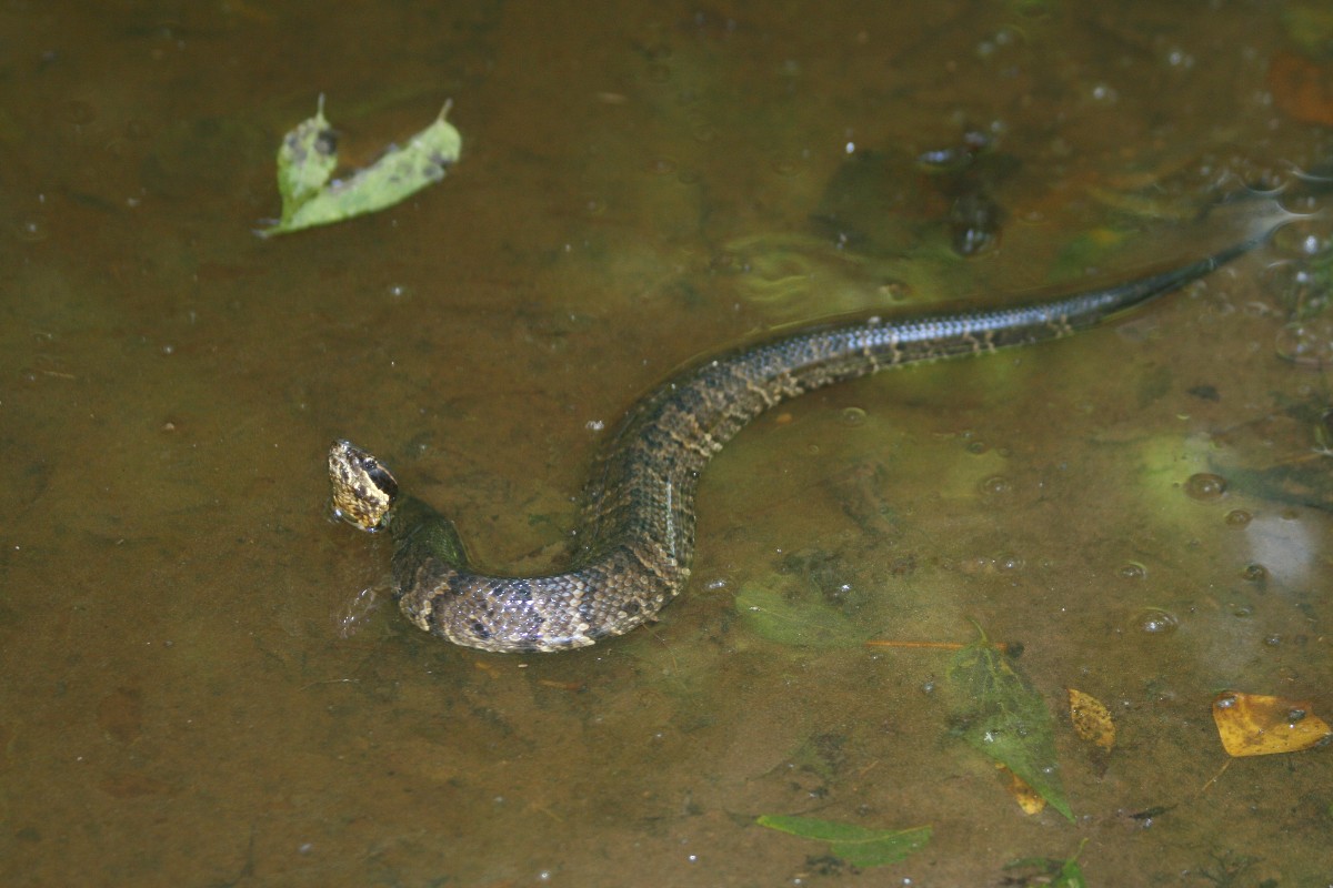 Cottonmouth