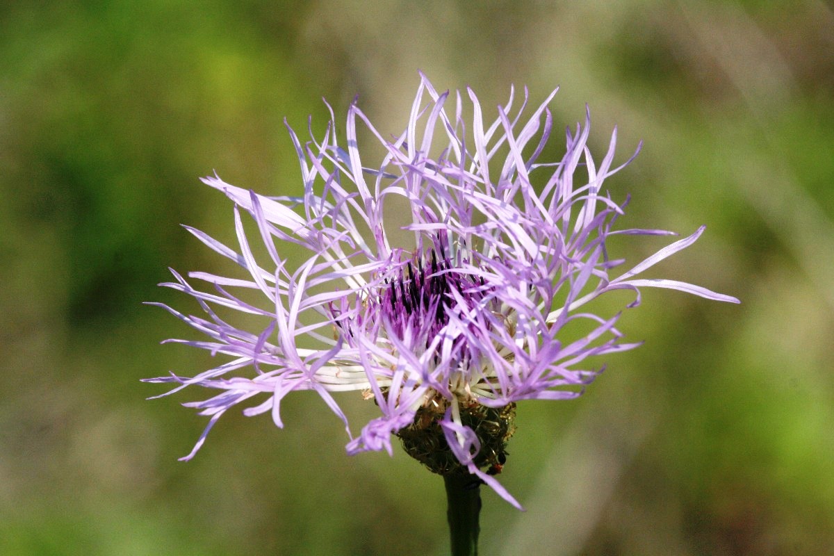 Basket Flower (Centaurea americana)