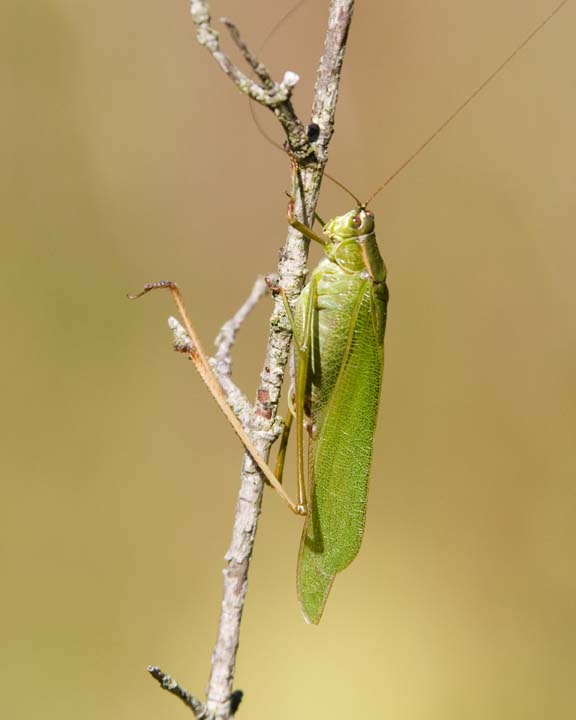 ForkTailedBushKatydid1R.jpg