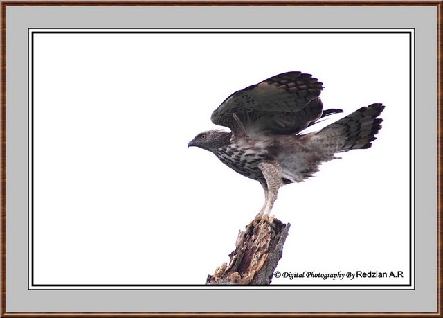 Changeable Hawk Eagle-Framed