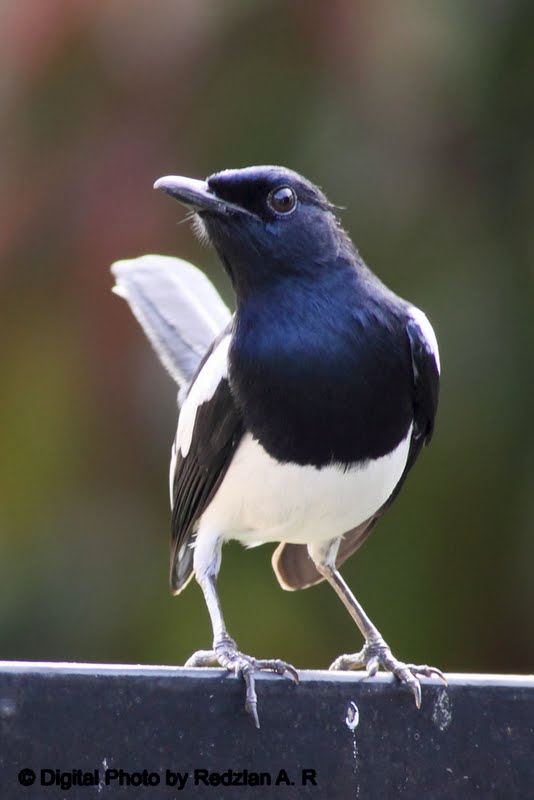 Oriental Magpie Robin