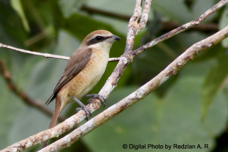 Brown Shrike
