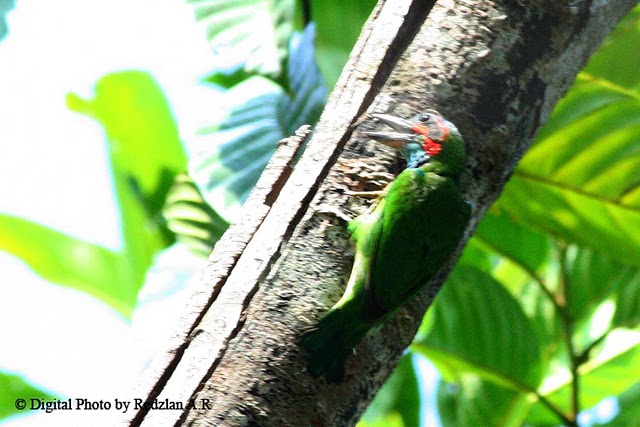 BlueThroatedBarbet5.jpg