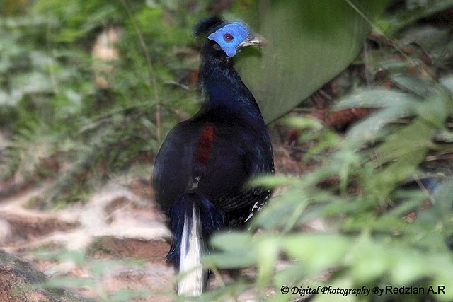 Crested Fireback