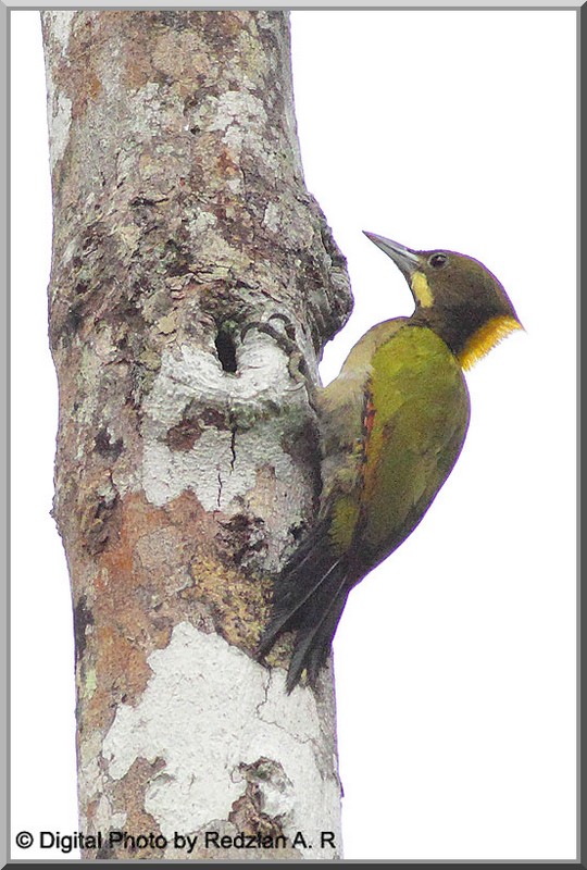 Wood_Pecker.jpg