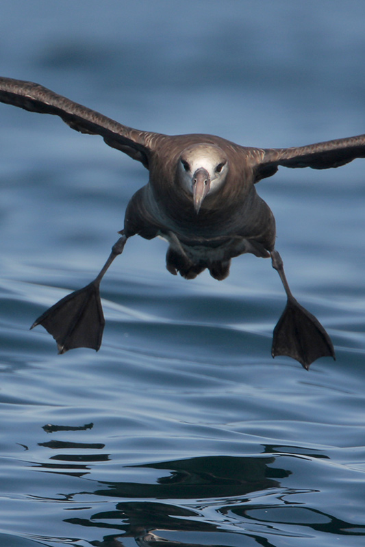 Black-footed Albatross