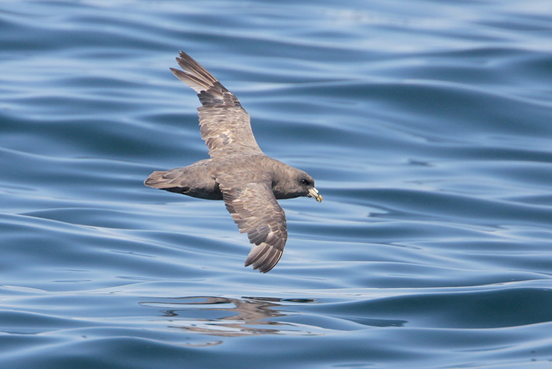 Northern Fulmar