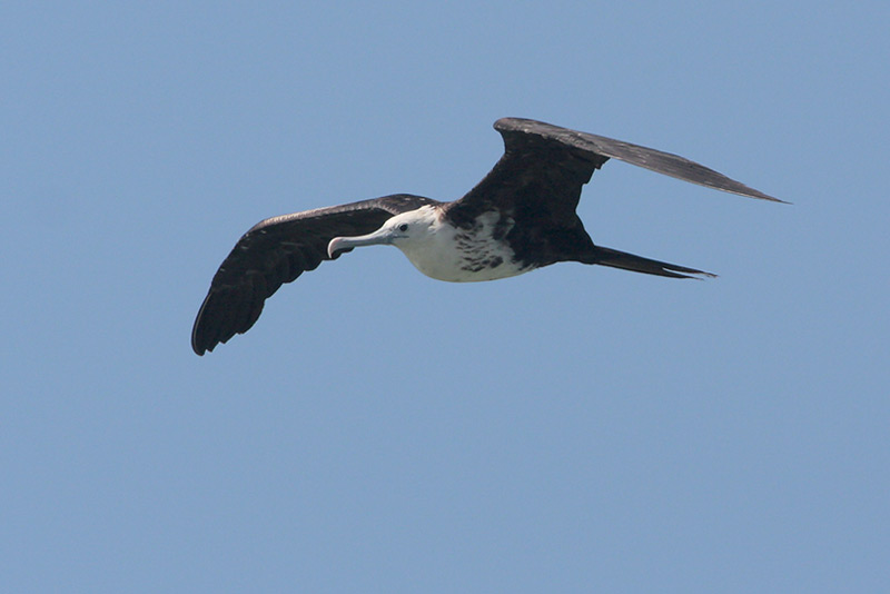 Magnificent Frigatebird