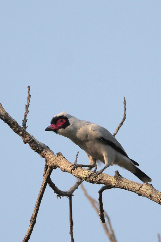 Masked Tityra