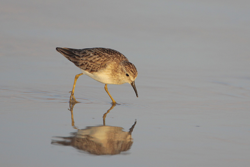 Least Sandpiper